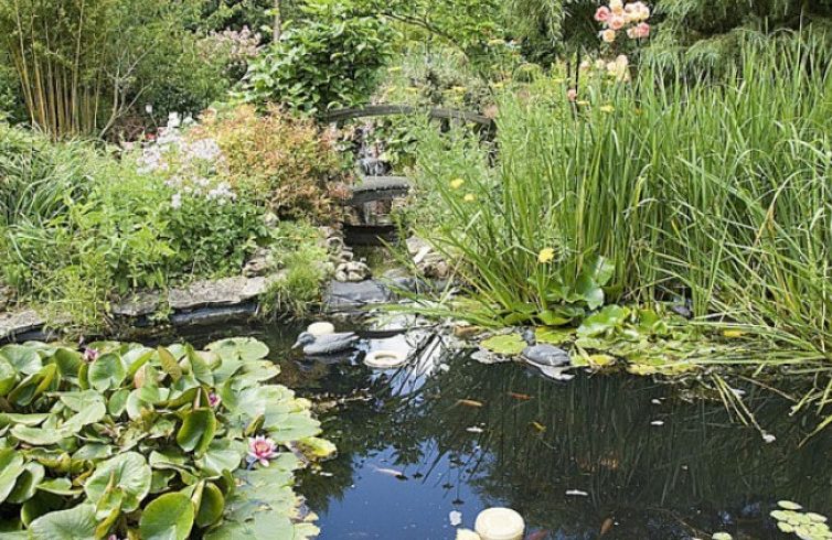 Bassin de jardin, utile pour élever des poissons ?