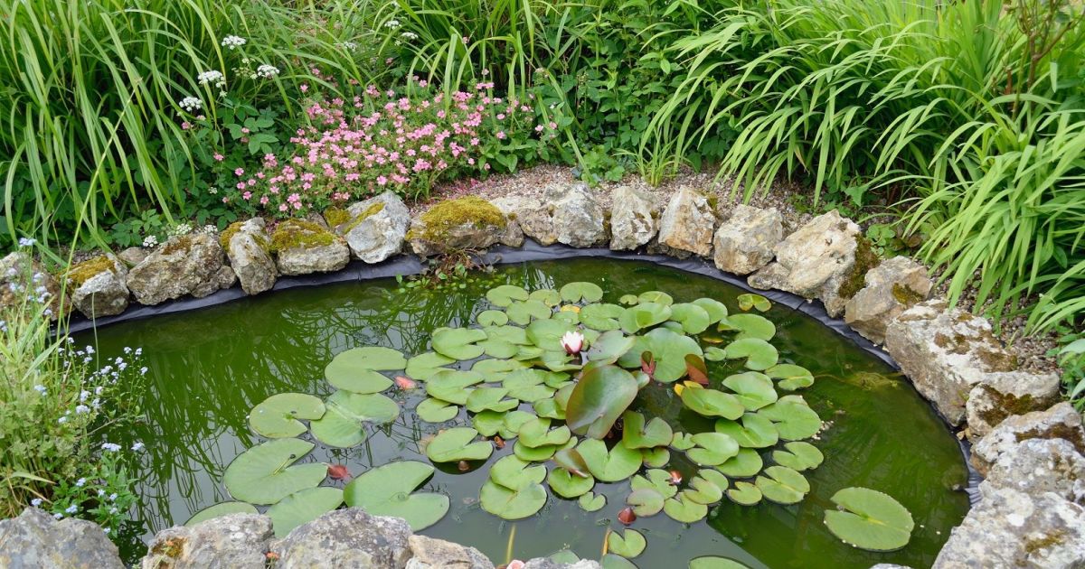 Comment traiter un bassin de jardin contre les moustiques ?