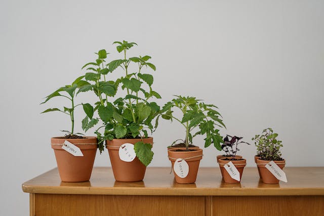 Cultiver des plantes médicinales chez soi
